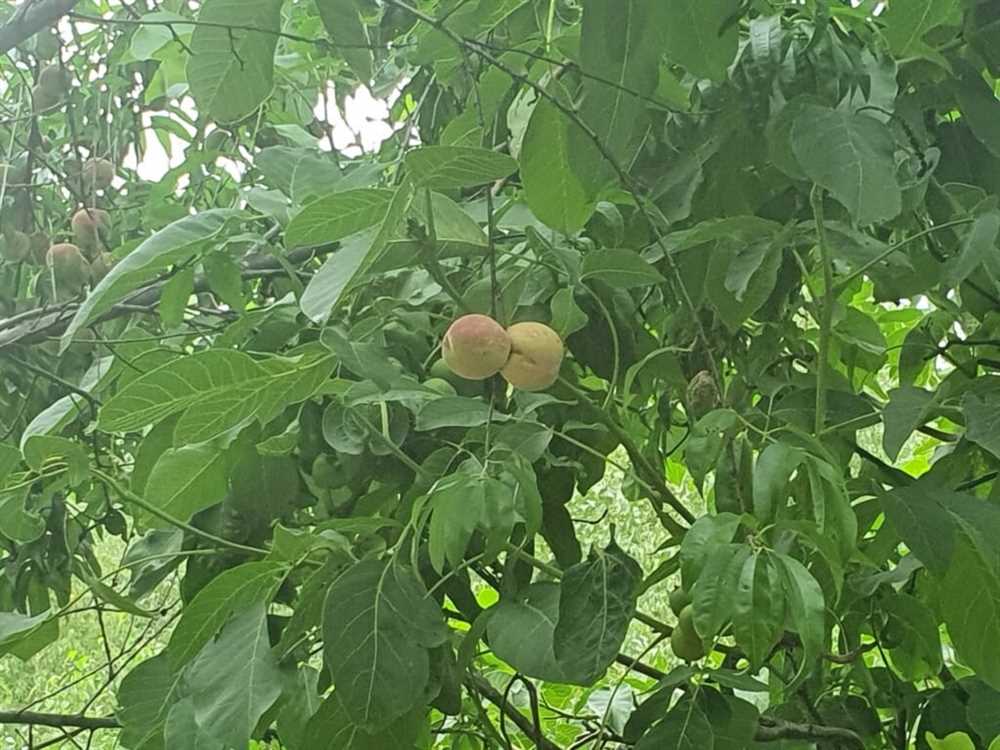 Персиковые деревья: лучшие сорта и их выращивание на даче