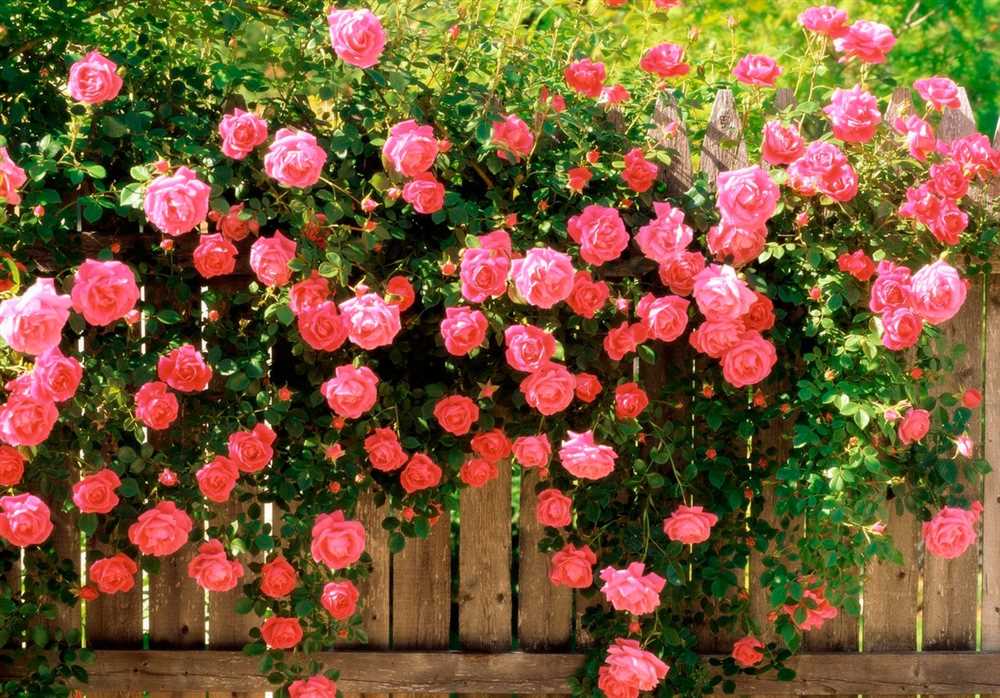 Розы: сорта и приемы ухода за растениями