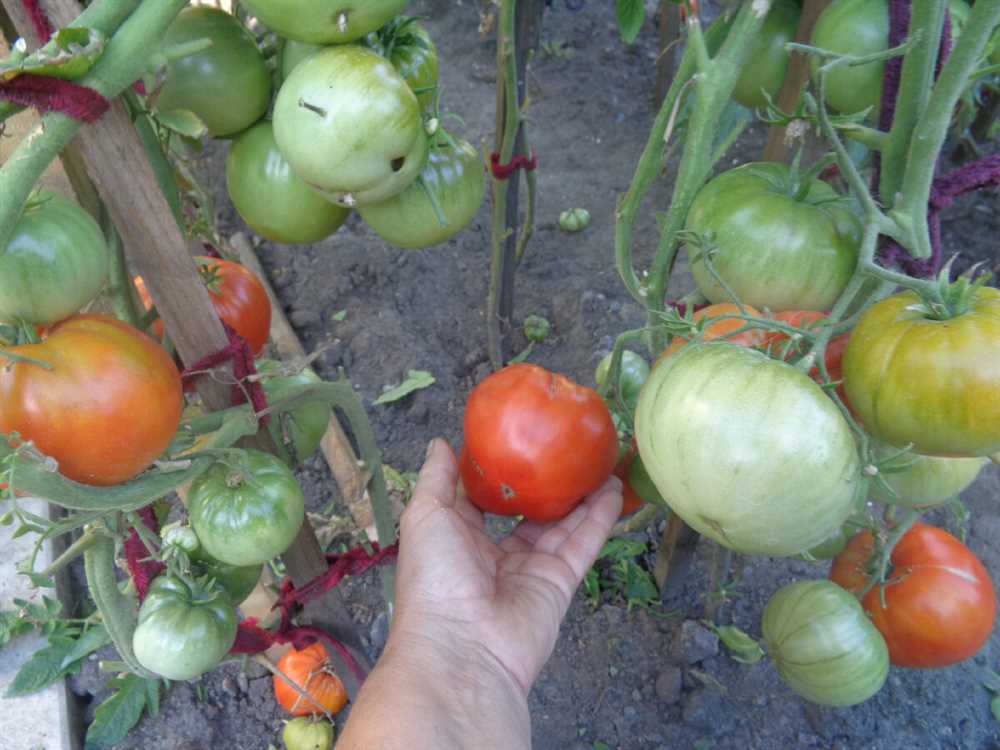 Сорта томатов для открытого грунта: как выбрать и вырастить