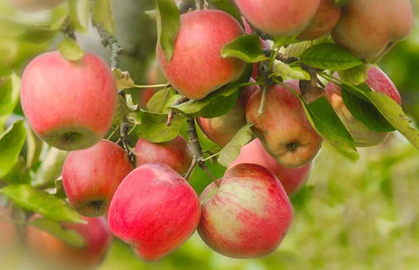Топ-10 сортов яблонь для вашего сада: выбор и уход