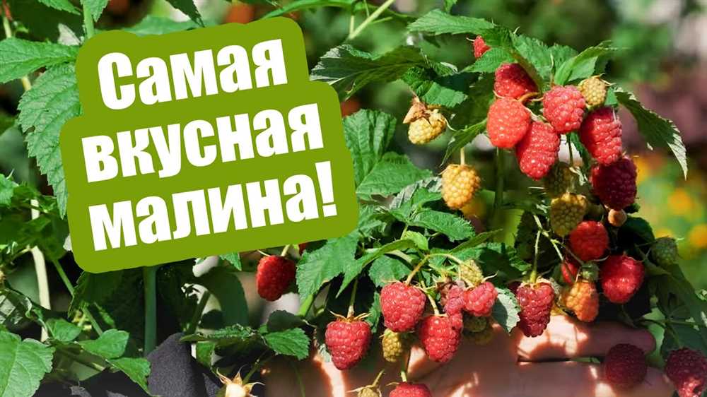 Как выбрать лучшие сорта малины для выращивания в саду Малина в саду: как выбрать лучшие сорта для выращивания