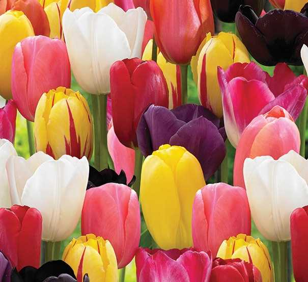 Тюльпаны: как выбрать и вырастить яркие цветы